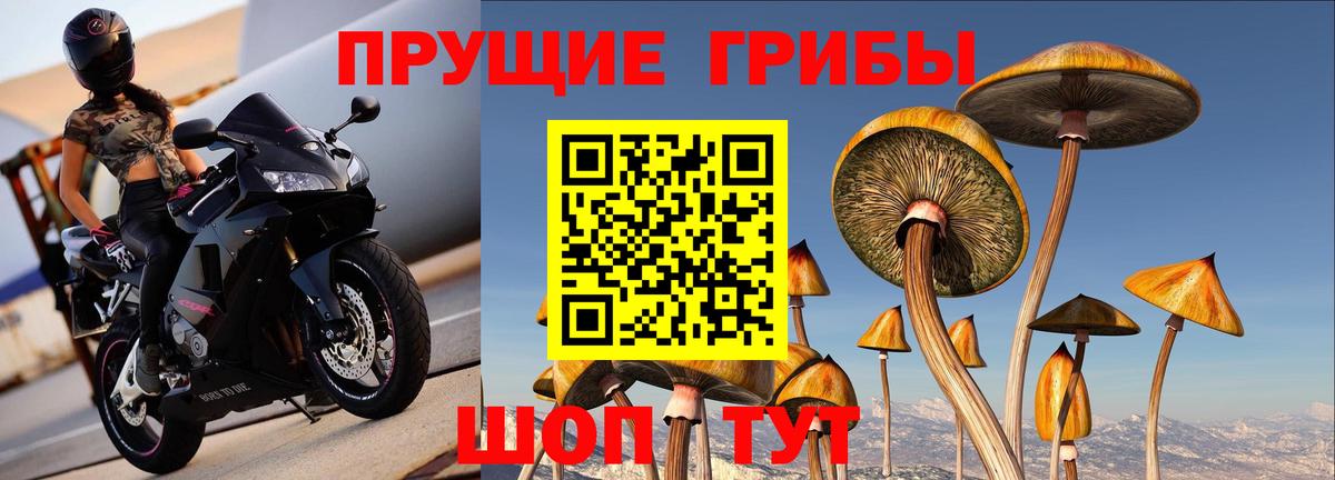 Галлюциногенные грибы прущие грибы Кировск